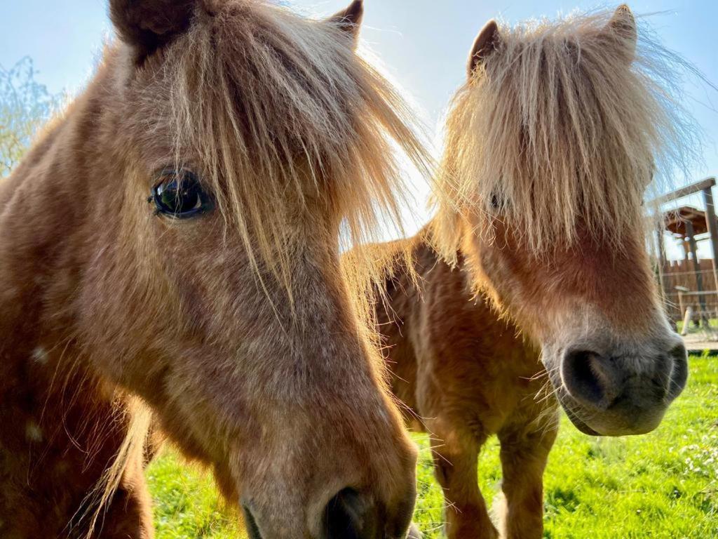 Hotel Weisse Muehle Breitenworbis Bagian luar foto